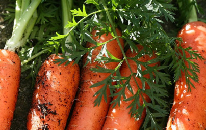 Betakarotén alebo vitamín A? Betakarotén alebo vitamín A?